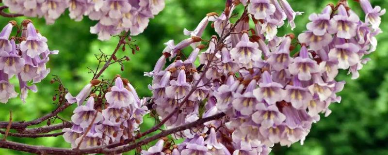 泡桐花何时开放，主要颜色包括白色和淡紫色