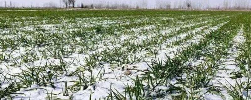 雪天施肥要注意什么，冬季施肥可为高产打下基础