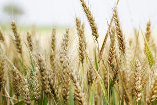 啤酒大麦为何与饲用或食用大麦不同，一般需经过浸泡才能发芽