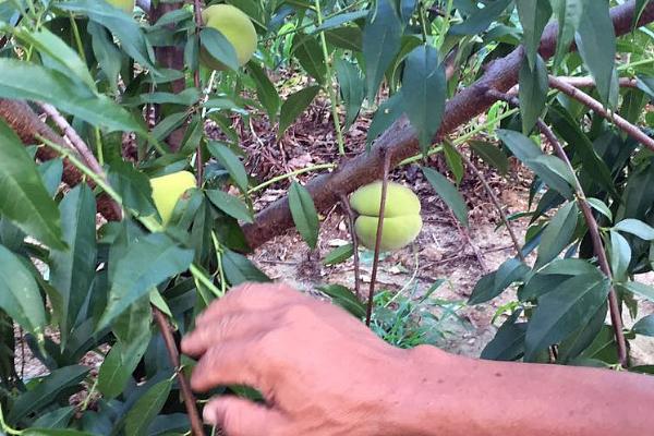 桃小食心虫的防治方法，摘除虫果可控制虫害