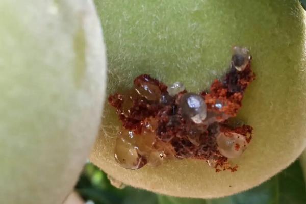 桃小食心虫的防治方法，摘除虫果可控制虫害