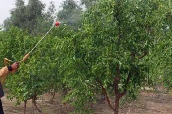 枣树喷施叶面肥的方法，能迅速补充一定的养分