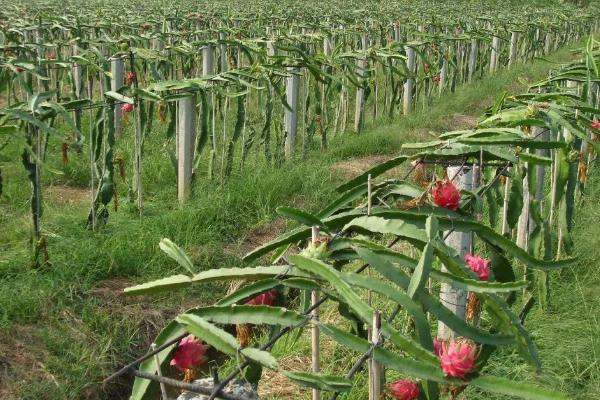 种植火龙果的园地条件，园地附近应具备灌溉设施