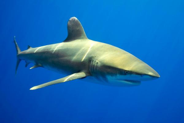 大白鲨有多大，一般4至6米最长可达8米