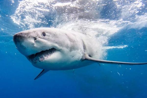 大白鲨有多大，一般4至6米最长可达8米