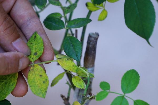 花木植物生长调节剂的作用，根据应用对象合理选择