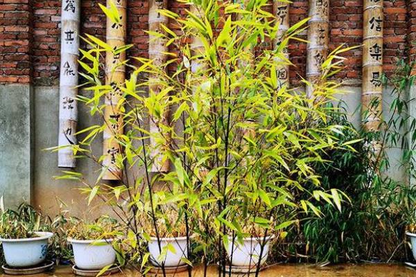 盆栽竹子的种类