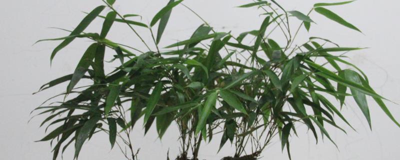 盆栽竹子的种类