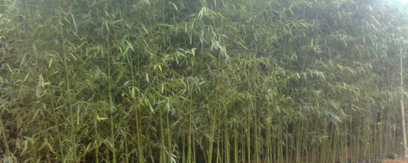 竹子什么季节种植最好