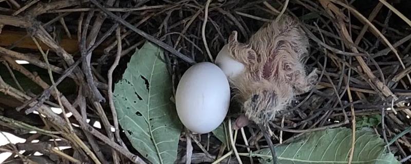 斑鸠蛋不孵几天会冻死