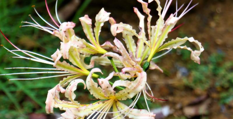 曼陀罗华的花语，是很奇特的植物