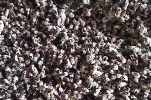 石大棉268棉花品种的特性，播期为4月10日-20日