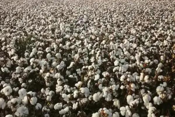 石大棉268棉花品种的特性，播期为4月10日-20日