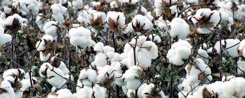 中棉所9B02棉花品种的特性，虫害防治
