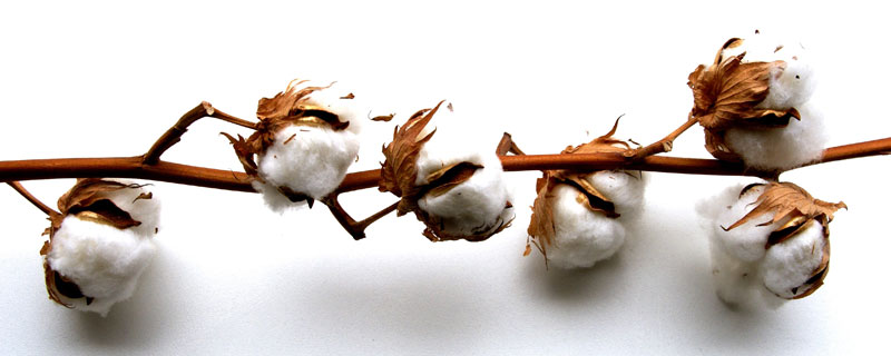 新早棉107棉花种子特点，非转基因早熟常规棉花品种