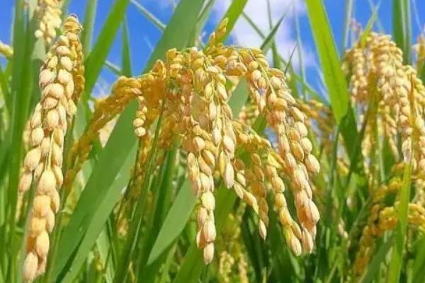 青香优261水稻品种图片