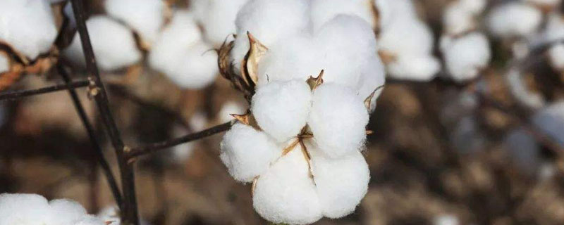 中生棉2号棉花种简介，4月下旬播种