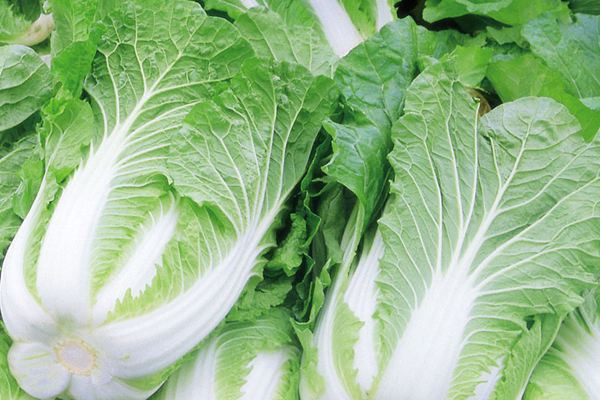 种大白菜的方法和步骤，如何在家中成功种植健康的大白菜