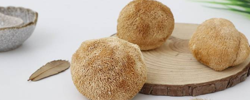 猴头菇种植方法,培养料配方是猴头菇原种的关键