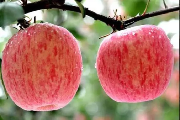 一颗苹果树产量多少斤，苹果树几月份修剪比较好