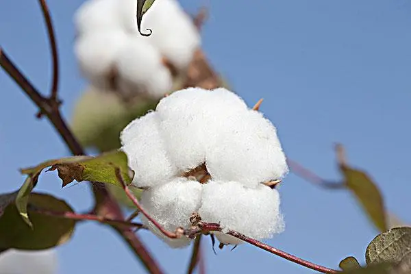 11月份棉花价格多少钱一斤，棉花价格行情如何