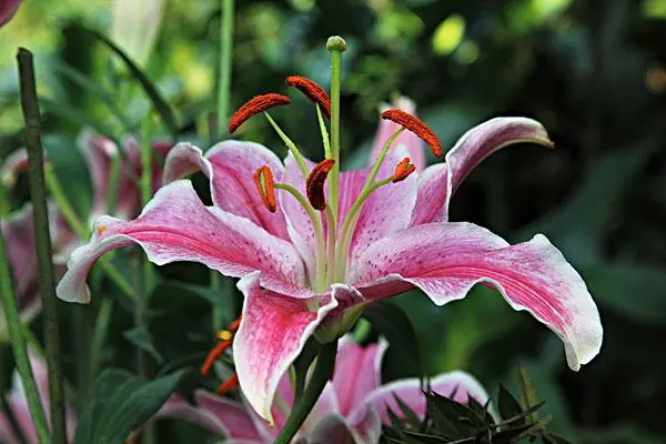 百合种植条件，需要哪些环境和土壤条件