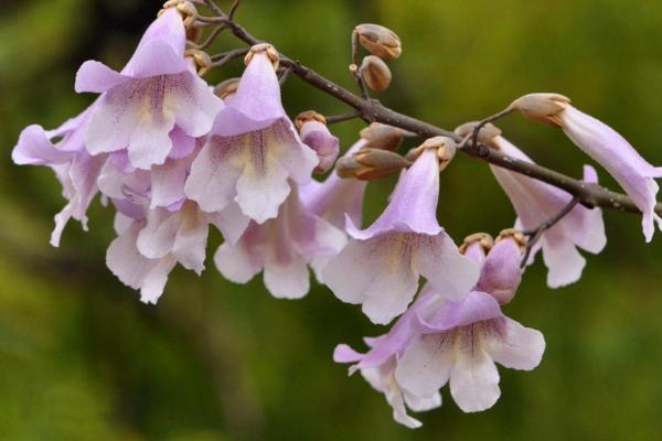 泡桐花何时开放，主要颜色包括白色和淡紫色