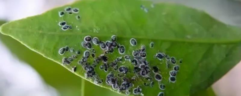 黑刺粉虱的为害特点，若虫会在下层叶面排泄蜜露