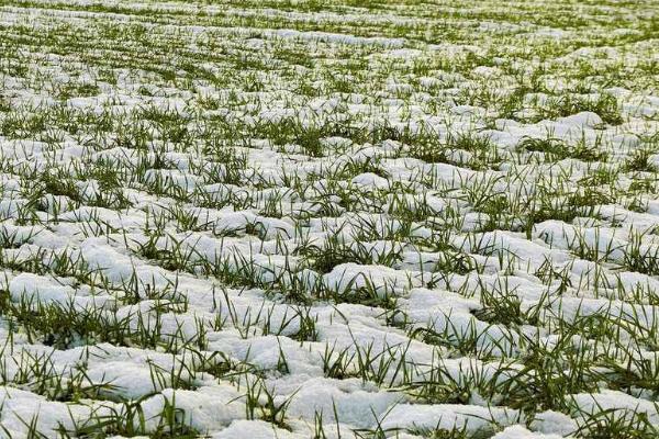 雪天施肥要注意什么，冬季施肥可为高产打下基础