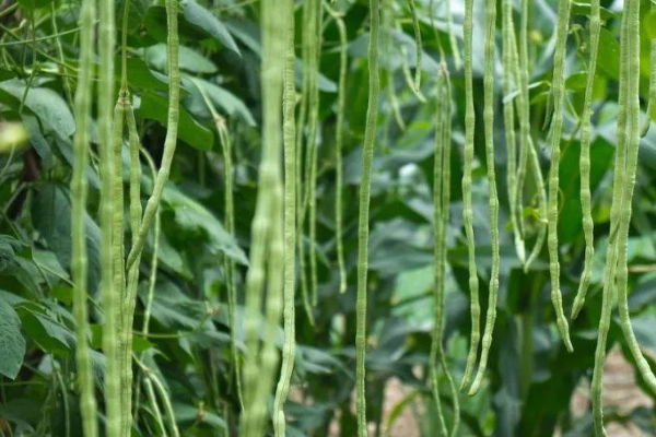 秋豆角几月份种植最好