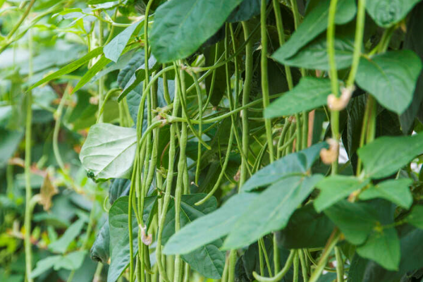 秋豆角几月份种植最好