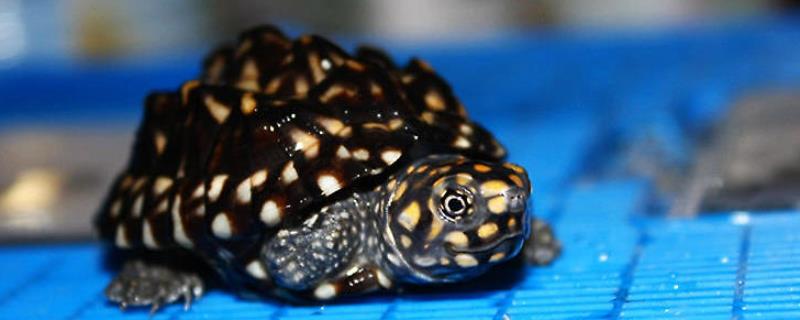 斑点池龟是保护动物吗，属于世界一级保护动物