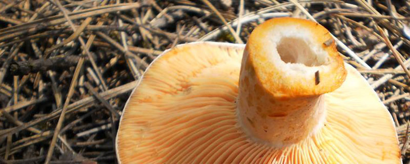 松乳菇的亩产量，一般可达1200-1500斤