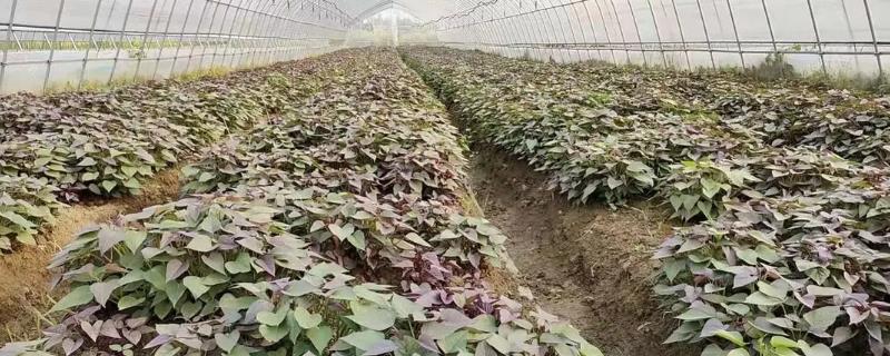 紫薯怎么育苗，晴朗天气可开沟排种
