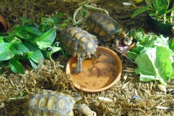 凹甲陆龟好不好养及养殖方法，人工养殖比较困难