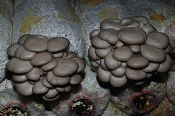 平菇栽培方法，基质出炉后要趁热接种