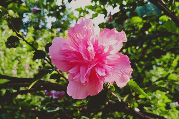 木槿花的花语和传说，花语是坚韧、质朴、永恒、美丽