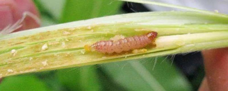 水稻钻心虫为什么难以防治，主要原因是世代交替、虫体隐敝