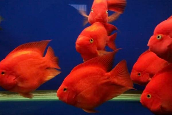 红鹦鹉鱼怎么饲养，缸内要安装氧气泵提供充足的氧气