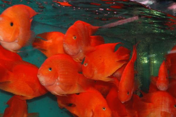 红鹦鹉鱼怎么饲养，缸内要安装氧气泵提供充足的氧气
