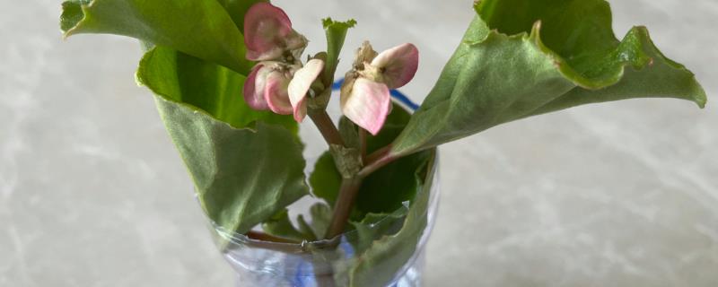 四季海棠花的水培方法，这两种可任选其一