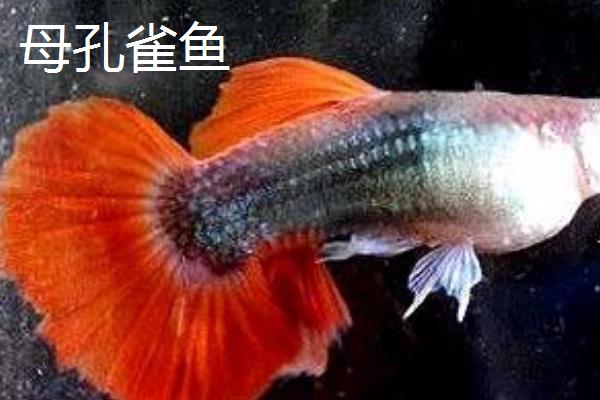 孔雀鱼公母区分方法，公鱼颜色鲜艳、母鱼颜色单一