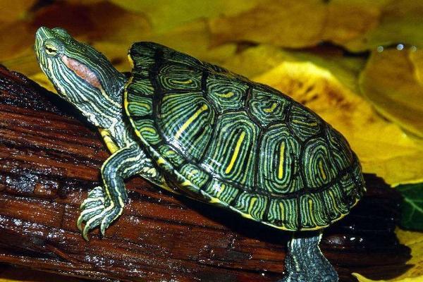 巴西龟是不是深水龟，并不适合在深水中生活