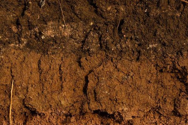 看土施肥的秘诀，粘重土壤要使用腐熟的有机肥