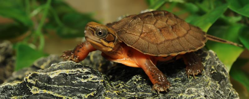 金钱龟能长多大，成年后雌性可达2.5-3斤