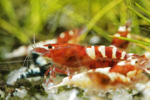 水晶虾的食物，海藻、丰年虾干、红虫干均可投喂