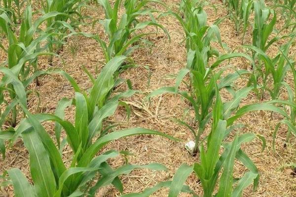 玉米出苗后喷施除草剂有何要求，喷药时期应掌握在3-5叶期