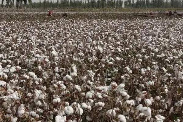 过量对棉花使用氮肥有什么危害，容易导致植株徒长、产生病害