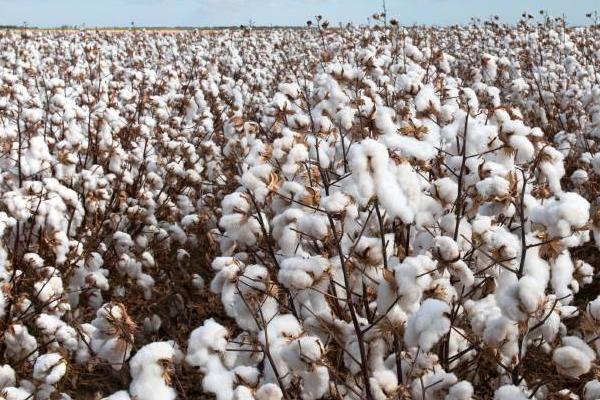棉花的种植密度要考虑什么，实际密度取决于土壤肥力、棉花品种等因素