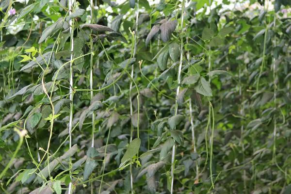 长豆角的种植时间，大棚一年四季都可种植